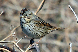 Lincoln's Sparrow